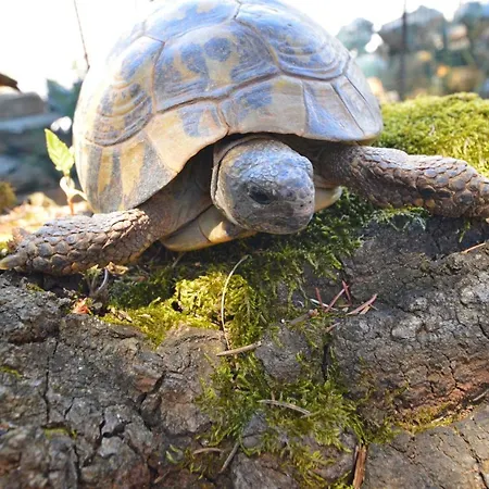 Haus Natura * Jurdani